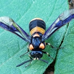 Pterygophorus cinctus at Conder, ACT - suppressed