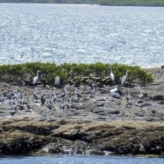 Ardea alba (Great Egret) at Jervis Bay Marine Park - 20 Jan 2024 by AniseStar