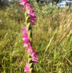 Spiranthes australis (Austral Ladies Tresses) at Gang Gang at Yass River - 20 Jan 2024 by SueMcIntyre