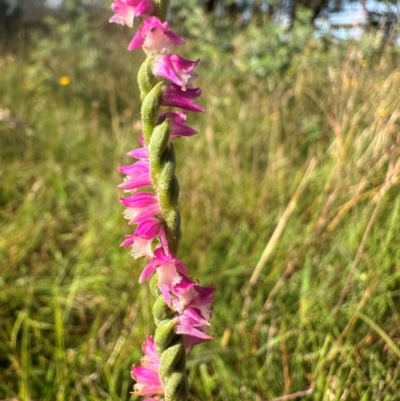 Spiranthes australis (Austral Ladies Tresses) at Gang Gang at Yass River - 19 Jan 2024 by SueMcIntyre