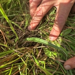 Spiranthes australis at Gang Gang at Yass River - suppressed