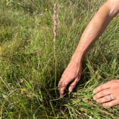 Spiranthes australis at Gang Gang at Yass River - suppressed