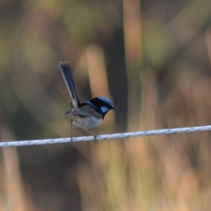 Malurus cyaneus at Yass River, NSW - 3 Jan 2024