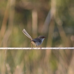 Malurus cyaneus at Yass River, NSW - suppressed