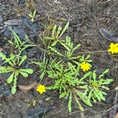 Leontodon saxatilis (Lesser Hawkbit, Hairy Hawkbit) at Gang Gang at Yass River - 13 Jan 2024 by SueMcIntyre