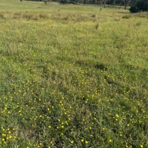 Leontodon saxatilis at Gang Gang at Yass River - 13 Jan 2024