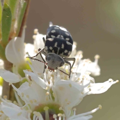 Mordella dumbrelli (Dumbrell's Pintail Beetle) at Black Mountain - 12 Dec 2023 by ConBoekel