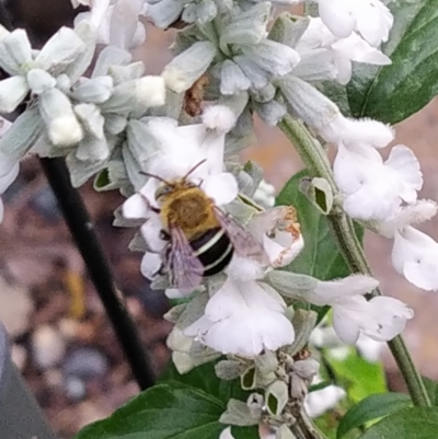 Amegilla (Zonamegilla) asserta (Blue Banded Bee) at Conder, ACT - 3 Dec 2023 by pebblesplace