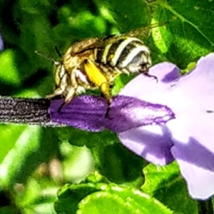 Amegilla (Zonamegilla) asserta at Conder, ACT - 3 Dec 2023