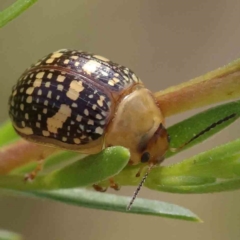 Paropsis pictipennis (Tea-tree button beetle) at Black Mountain - 13 Dec 2023 by ConBoekel