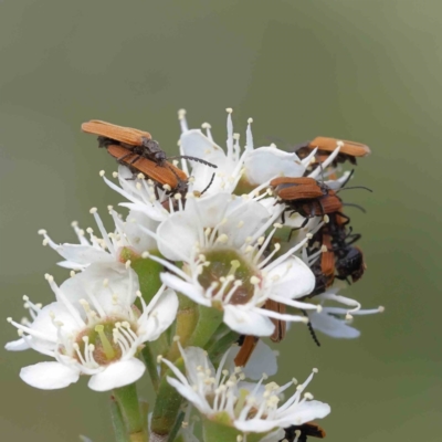 Porrostoma sp. (genus) (Lycid, Net-winged beetle) at Black Mountain - 13 Dec 2023 by ConBoekel