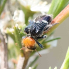 Zenithicola crassus (Clerid beetle) at Black Mountain - 13 Dec 2023 by ConBoekel