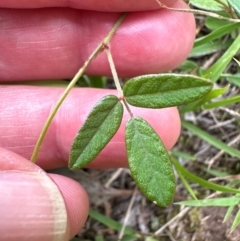 Grona varians (Slender Tick-Trefoil) at Kangaroo Valley, NSW - 20 Jan 2024 by lbradleyKV