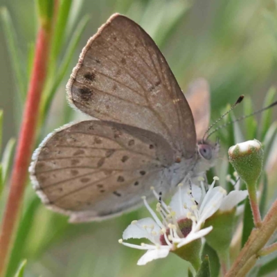 Erina hyacinthina (Varied Dusky-blue) at Acton, ACT - 12 Dec 2023 by ConBoekel