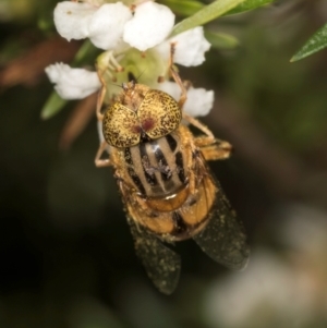 Eristalinus punctulatus at McKellar, ACT - 19 Jan 2024 11:17 AM