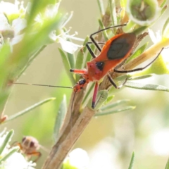 Gminatus australis (Orange assassin bug) at Black Mountain - 12 Dec 2023 by ConBoekel