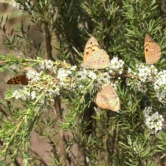Heteronympha merope (Common Brown Butterfly) at Acton, ACT - 12 Dec 2023 by ConBoekel