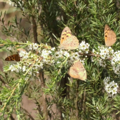 Heteronympha merope (Common Brown Butterfly) at Black Mountain - 12 Dec 2023 by ConBoekel