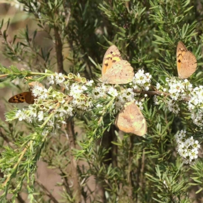 Heteronympha merope (Common Brown Butterfly) at Acton, ACT - 12 Dec 2023 by ConBoekel