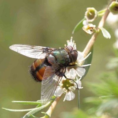 Rutilia sp. (genus) (A Rutilia bristle fly, subgenus unknown) at Black Mountain - 13 Dec 2023 by ConBoekel