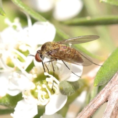 Geron sp. (genus) (Slender Bee Fly) at Acton, ACT - 12 Dec 2023 by ConBoekel