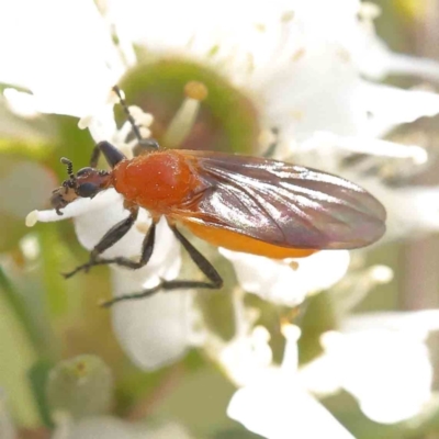 Bibio imitator (Garden maggot) at Black Mountain - 12 Dec 2023 by ConBoekel