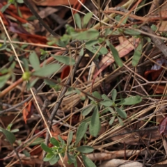 Hibbertia obtusifolia at Caladenia Forest, O'Connor - 13 Dec 2023 08:58 AM