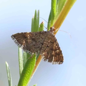 Metasia capnochroa at Black Mountain - 13 Dec 2023 09:22 AM