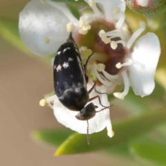 Mordella sp. (genus) (Pintail or tumbling flower beetle) at Black Mountain - 13 Dec 2023 by ConBoekel