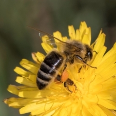 Apis mellifera (European honey bee) at McKellar, ACT - 19 Jan 2024 by kasiaaus