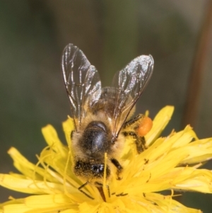 Apis mellifera at Croke Place Grassland (CPG) - 19 Jan 2024