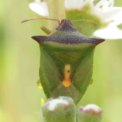 Cuspicona thoracica (Shield bug) at Black Mountain - 13 Dec 2023 by ConBoekel