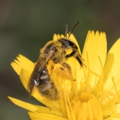 Lasioglossum (Chilalictus) sp. (genus & subgenus) (Halictid bee) at Croke Place Grassland (CPG) - 19 Jan 2024 by kasiaaus