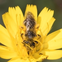 Lasioglossum (Chilalictus) sp. (genus & subgenus) at Croke Place Grassland (CPG) - 19 Jan 2024