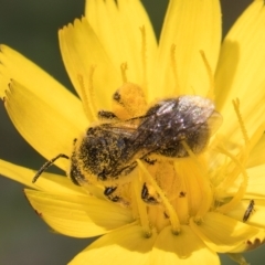 Lasioglossum (Chilalictus) sp. (genus & subgenus) at McKellar, ACT - 19 Jan 2024 11:26 AM