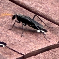 Pompilidae (family) (Unidentified Spider wasp) at Kangaroo Valley, NSW - 20 Jan 2024 by lbradleyKV