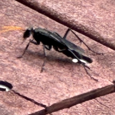 Pompilidae (family) (Unidentified Spider wasp) at Kangaroo Valley, NSW - 20 Jan 2024 by lbradleyKV