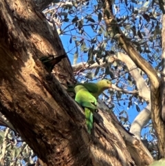 Polytelis swainsonii (Superb Parrot) at Katoomba Park, Campbell - 18 Jan 2024 by MargD