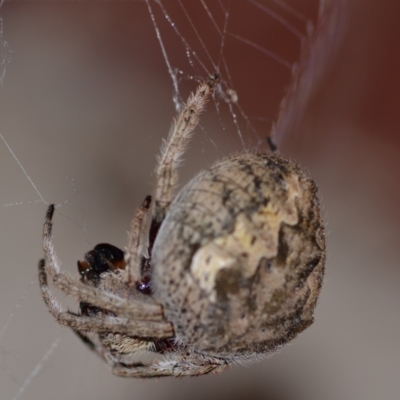 Hortophora sp. (genus) by 120Acres