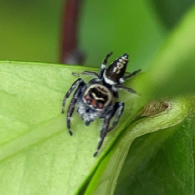 Unidentified Jumping or peacock spider (Salticidae) at Campbelltown, NSW - 20 Jan 2024 by Hejor1
