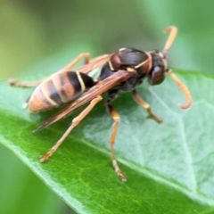 Polistes sp. (genus) at Campbelltown, NSW - 20 Jan 2024