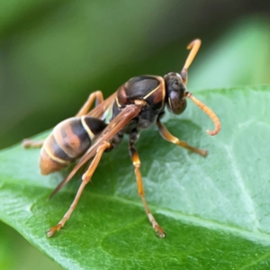 Polistes sp. (genus) at Campbelltown, NSW - 20 Jan 2024