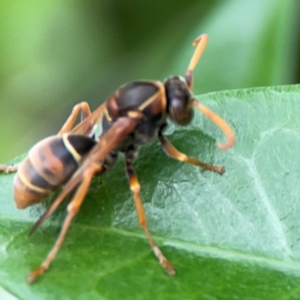 Polistes sp. (genus) at Campbelltown, NSW - 20 Jan 2024