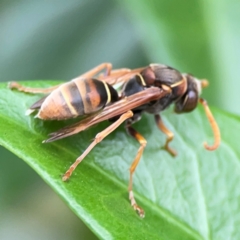 Polistes sp. (genus) at Campbelltown, NSW - 20 Jan 2024