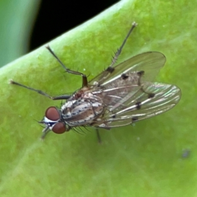 Unidentified Other true fly at Campbelltown, NSW - 20 Jan 2024 by Hejor1