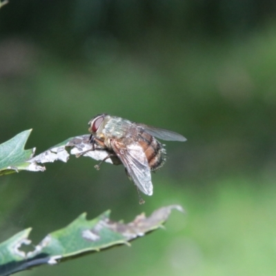 Rutilia sp. (genus) (A Rutilia bristle fly, subgenus unknown) at Palerang, NSW - 19 Jan 2024 by Csteele4