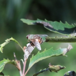 Rutilia sp. (genus) at QPRC LGA - 19 Jan 2024