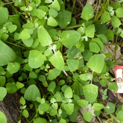 Einadia trigonos (Fishweed) at Greenleigh, NSW - 20 Jan 2024 by FLyn