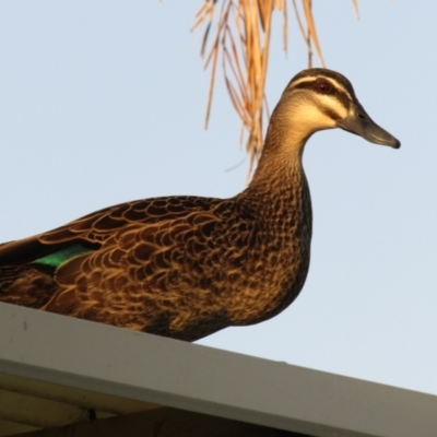 Anas superciliosa (Pacific Black Duck) at Oaklands Park, SA - 2 Oct 2023 by angmarrob