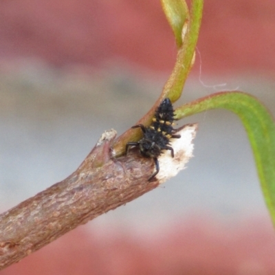 Harmonia conformis (Common Spotted Ladybird) at Oaklands Park, SA - 29 Sep 2023 by angmarrob